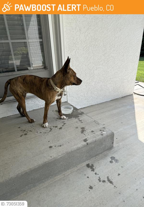 Found/Stray Female Dog last seen Portero drive, Pueblo, CO 81005