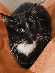 Reunited Male Cat last seen Ustick and Milwaukee, Boise, ID 83704