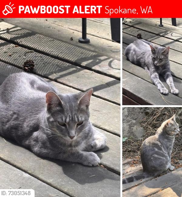 Lost Female Cat last seen Lincoln Park, Perry Area, Spokane, WA 99203