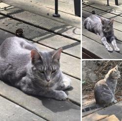 Lost Female Cat last seen Lincoln Park, Perry Area, Spokane, WA 99203