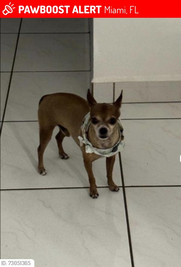 Lost Male Dog last seen 122nd, Miami, FL 33177