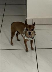 Lost Male Dog last seen 122nd, Miami, FL 33177