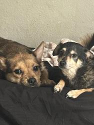 Lost Female Dog last seen Walgreens and skate park, Houston, TX 77090