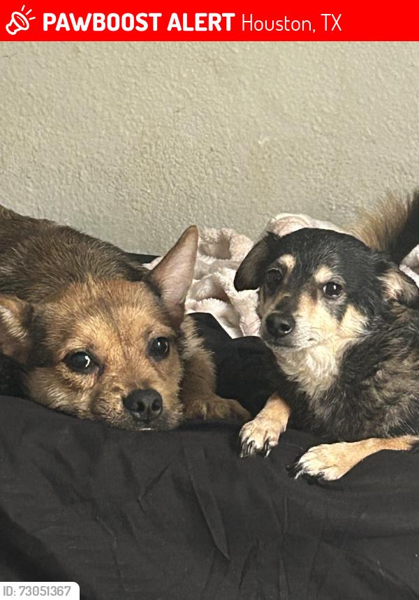 Lost Female Dog last seen Walgreens and skate park, Houston, TX 77090