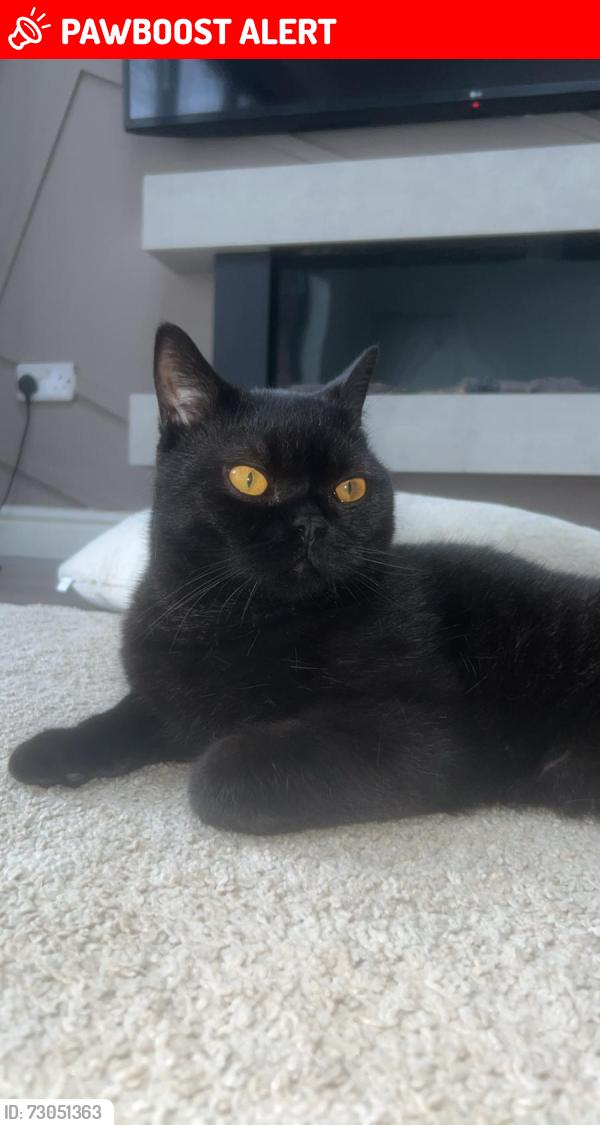 Lost Male Cat last seen Finnylane , Heald Green, England SK8 3QL