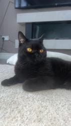 Lost Male Cat last seen Finnylane , Heald Green, England SK8 3QL