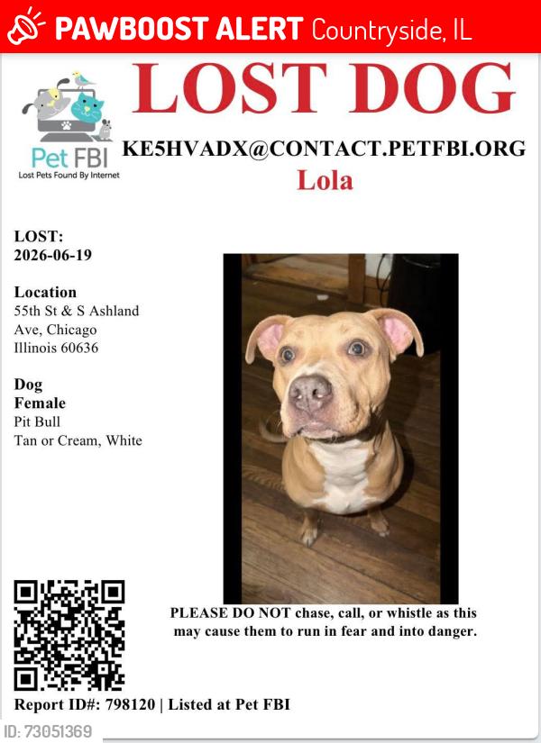 Lost Female Dog last seen 55th and south Ashland , Countryside, IL 60525