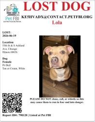 Lost Female Dog last seen 55th and south Ashland , Countryside, IL 60525