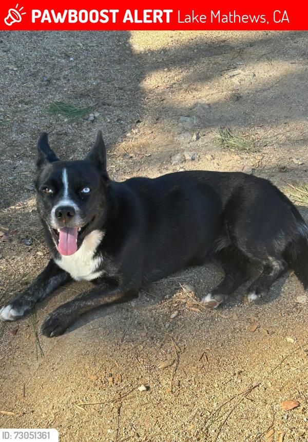 Lost Female Dog last seen Hartford Springs, Lake Mathews, CA 92570