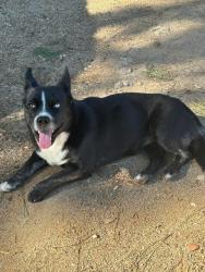 Lost Female Dog last seen Hartford Springs, Lake Mathews, CA 92570