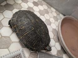 Found/Stray Unknown Reptile last seen Pso azul, Rowland Heights, CA 91748