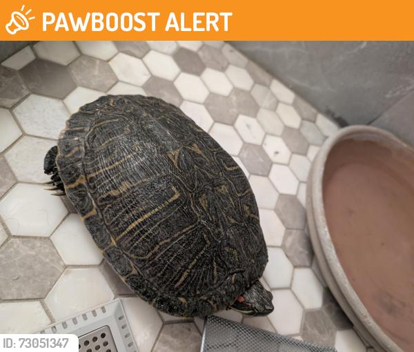 Found/Stray Unknown Reptile last seen Pso azul, Rowland Heights, CA 91748