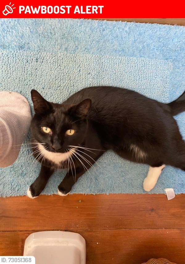 Lost Male Cat last seen York cottages, northend road, Exning, England CB8 7JU