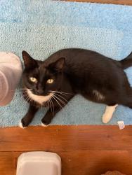 Lost Male Cat last seen York cottages, northend road, Exning, England CB8 7JU