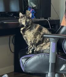 Lost Female Cat last seen Woodley and N Westview, Dayton OH, Dayton, OH 45403