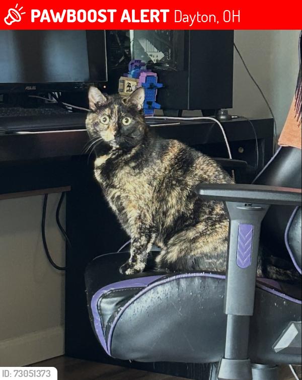 Lost Female Cat last seen Woodley and N Westview, Dayton OH, Dayton, OH 45403