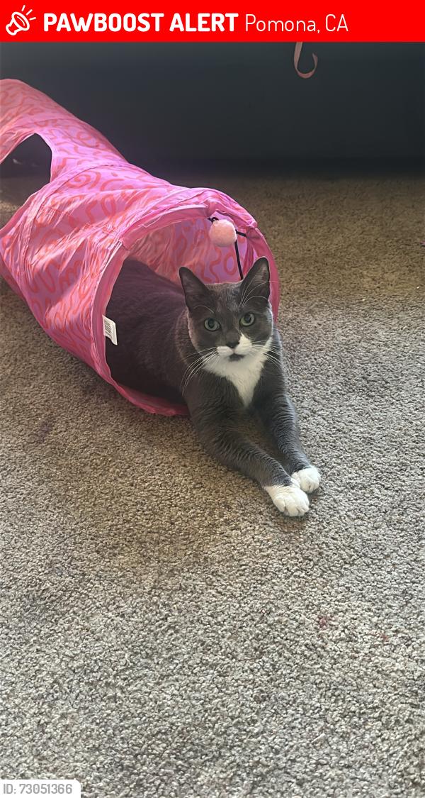Lost Female Cat last seen Superior, Pomona, CA 91767