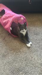 Lost Female Cat last seen Superior, Pomona, CA 91767