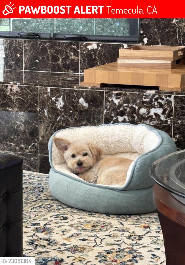 Lost Female Dog last seen regents hill park, stonefield lane, Temecula, CA 92592