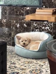 Lost Female Dog last seen regents hill park, stonefield lane, Temecula, CA 92592