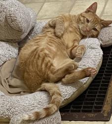 Reunited Male Cat last seen Louise Avenue , Modesto, CA 95350