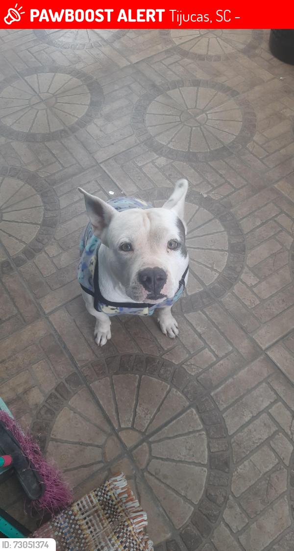 Lost Male Dog last seen Sartori conveniência, Tijucas, SC 88200-000