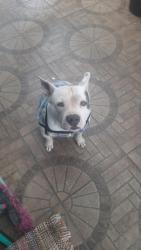 Lost Male Dog last seen Sartori conveniência, Tijucas, SC 88200-000