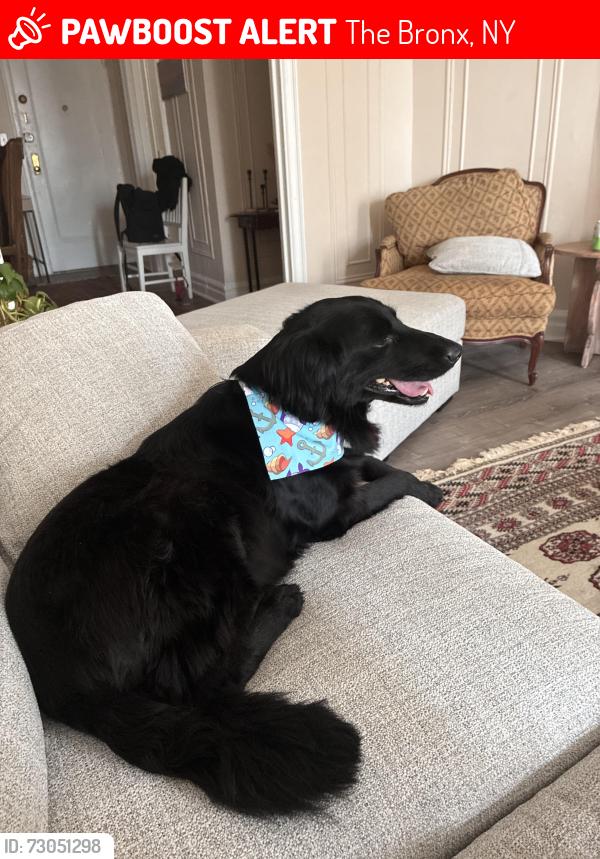 Lost Male Dog last seen Bogart Ave and Morris park ave, The Bronx, NY 10462