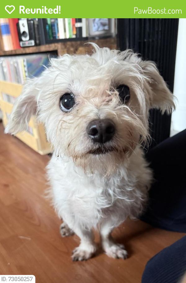 Reunited Female Dog last seen Landsdowne Ave/Barnett Way , Los Angeles, CA 90032