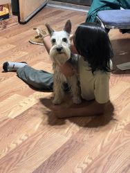 Lost Male Dog last seen Skyline, San Diego, CA 92114