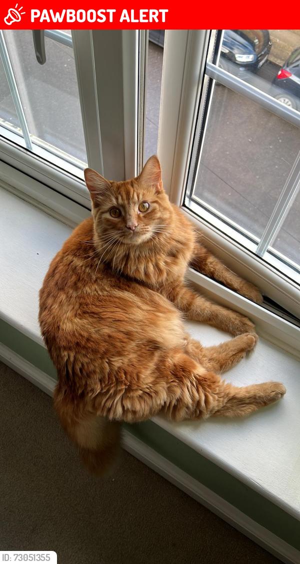 Lost Male Cat last seen Lansdowne Hill Evangelical Church , Norwood, England SE27 0LP