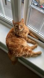 Lost Male Cat last seen Lansdowne Hill Evangelical Church , Norwood, England SE27 0LP
