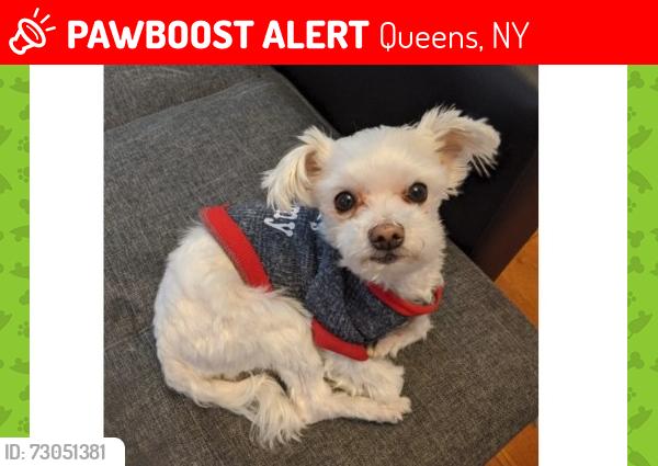 Lost Male Dog last seen 62nd ave and booth street, Queens, NY 11374