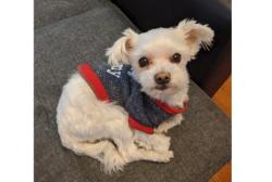 Lost Male Dog last seen 62nd ave and booth street, Queens, NY 11374