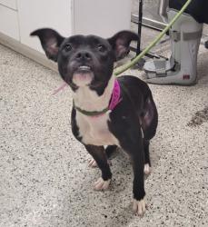 Shelter Stray Female Dog last seen Near BLOCK VAN DYKE ST, DETROIT MI 48214, 7401 Chrysler Dr, Detroit, MI 48211, USA