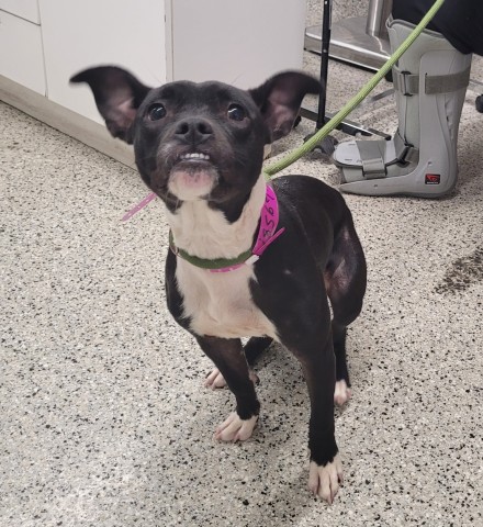 Shelter Stray Female Dog last seen Near BLOCK VAN DYKE ST, DETROIT MI 48214, 7401 Chrysler Dr, Detroit, MI 48211, USA