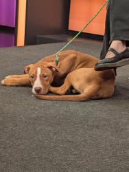 Shelter Stray Male Dog last seen Near BLOCK PALM ST BAKERSFIELD,CA, 201 S Mt Vernon Ave, Bakersfield, CA 93307, USA
