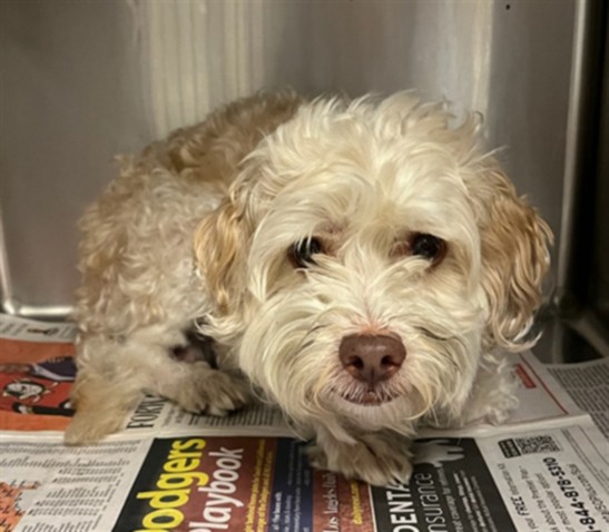 Shelter Stray Male Dog last seen , 14409 Vanowen St, Van Nuys, CA 91405, USA