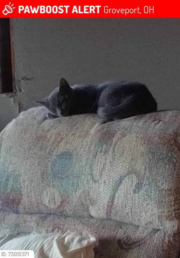 Lost Female Cat last seen Groveport Rd, old groveport Rd , Groveport, OH 43125