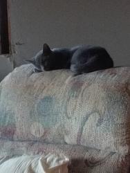Lost Female Cat last seen Groveport Rd, old groveport Rd , Groveport, OH 43125