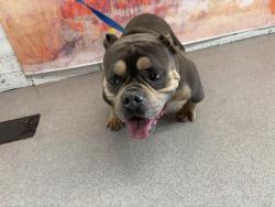 Shelter Stray Male Dog last seen Near BLOCK W 4TH ST, 333 Chandler Pl, San Bernardino, CA 92408, USA