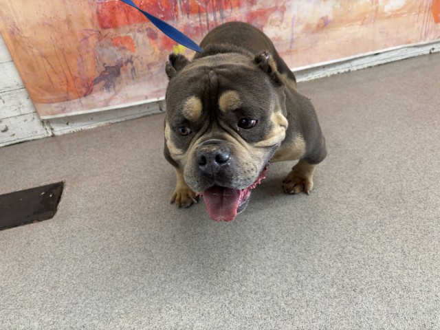 Shelter Stray Male Dog last seen Near BLOCK W 4TH ST, 333 Chandler Pl, San Bernardino, CA 92408, USA
