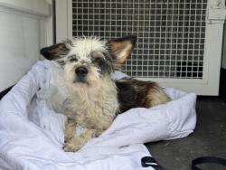 Shelter Stray Male Dog last seen Near BLOCK WALDORF DR, RIVERSIDE, CA, 6851 Van Buren Boulevard, Jurupa Valley, CA 92509, USA