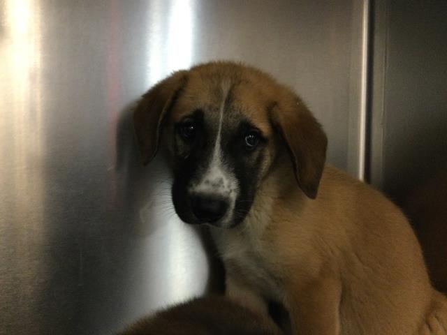 Shelter Stray Male Dog last seen Near BLOCK NORTHWOOD RD. DESERT HOT SPRINGS CA 92241, Thousand Palms, CA, USA