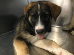 Shelter Stray Male Dog last seen Near BLOCK NORTHWOOD RD. DESERT HOT SPRINGS CA 92241, Thousand Palms, CA, USA