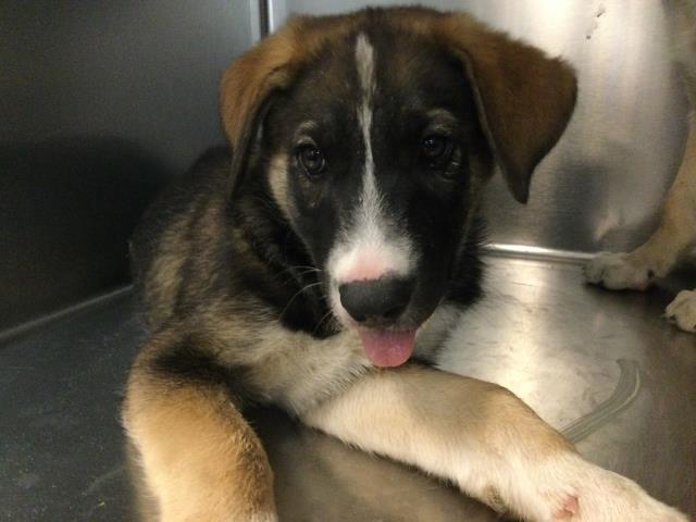 Shelter Stray Male Dog last seen Near BLOCK NORTHWOOD RD. DESERT HOT SPRINGS CA 92241, Thousand Palms, CA, USA