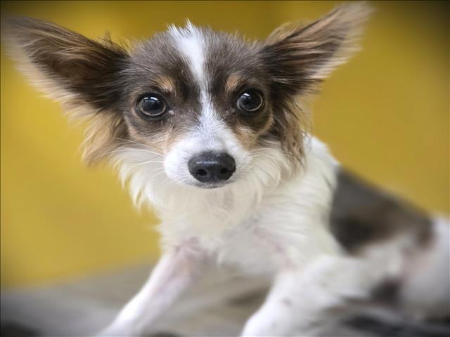 Shelter Stray Female Dog last seen , 3201 Lacy St, Los Angeles, CA 90031, USA