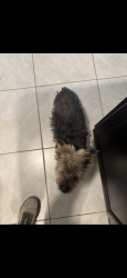 Reunited Male Dog last seen Emerson and Douglas, Palm Bay, FL 32909