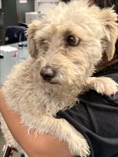 Shelter Stray Male Dog last seen , West Valley Animal Shelter, 20655 Plummer St, Chatsworth, CA 91311, USA