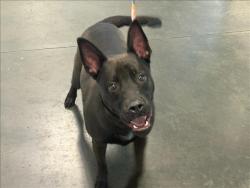 Shelter Stray Male Dog last seen , West Valley Animal Shelter, 20655 Plummer St, Chatsworth, CA 91311, USA